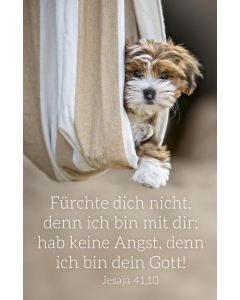 Spielkartenkalender Motiv Hund 2027