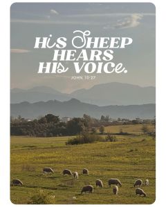 Postkarte His sheep hears his vioce